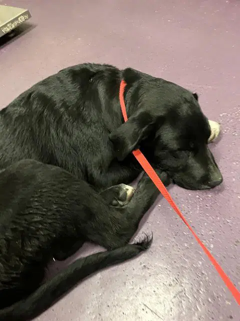 Jammin - Labrador Retriever