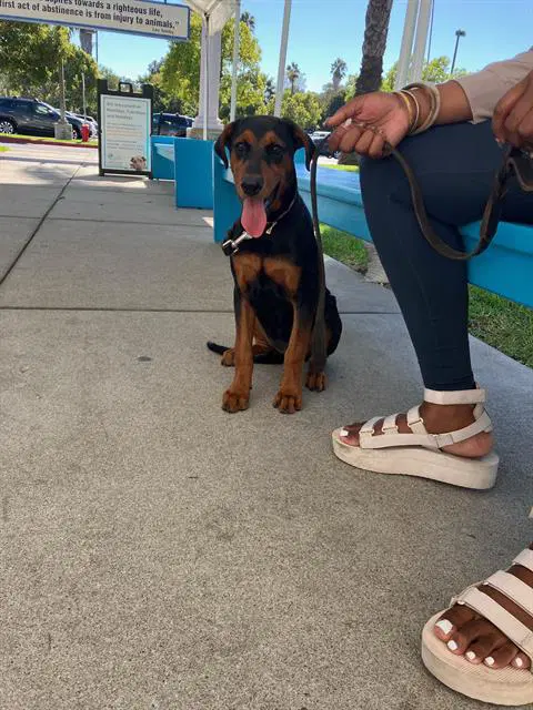 Shiloh - Doberman Pinscher