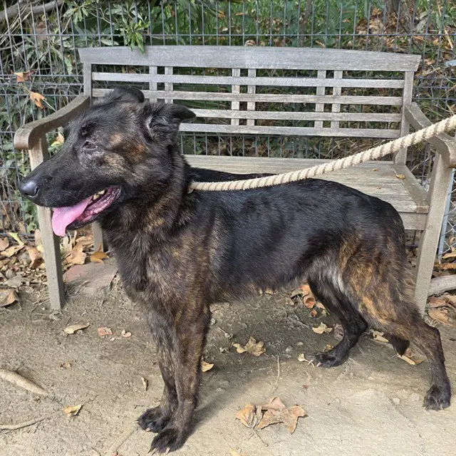 Marie - Belgian Shepherd Malinois