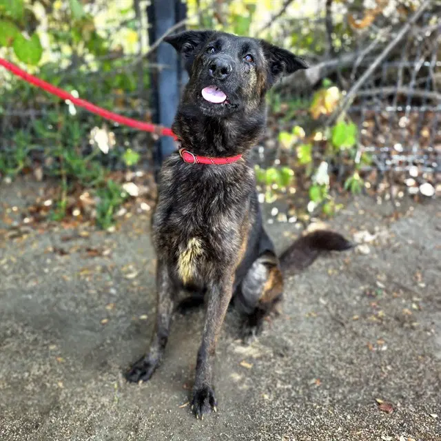 Marie - Belgian Shepherd Malinois