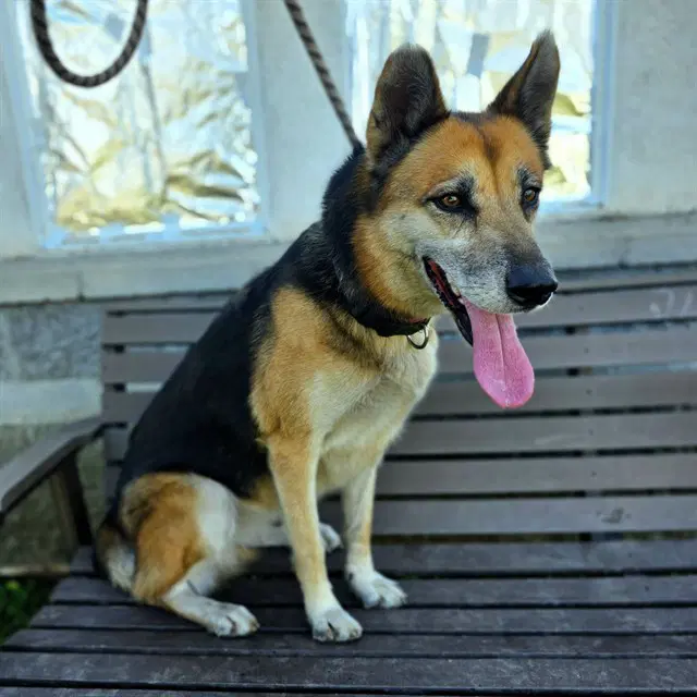 Margot - German Shepherd Dog