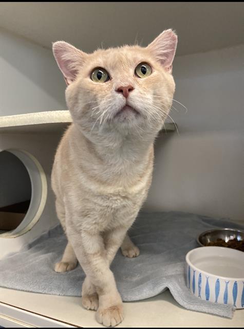 picture of the cat needing adoption