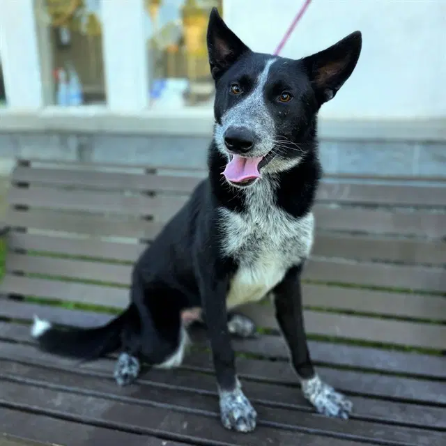 Bongo - Border Collie