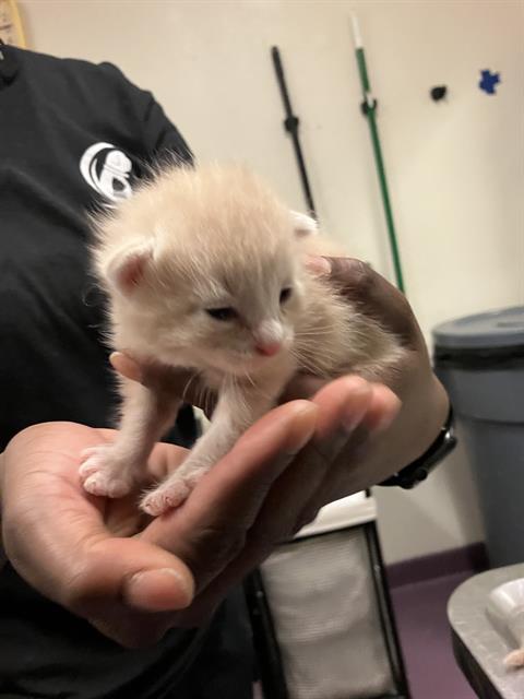 picture of the cat needing adoption
