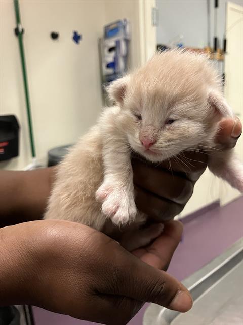 picture of the cat needing adoption