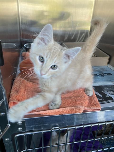 *BOOP, a cat for adoption from Long Beach Animal Care Services
