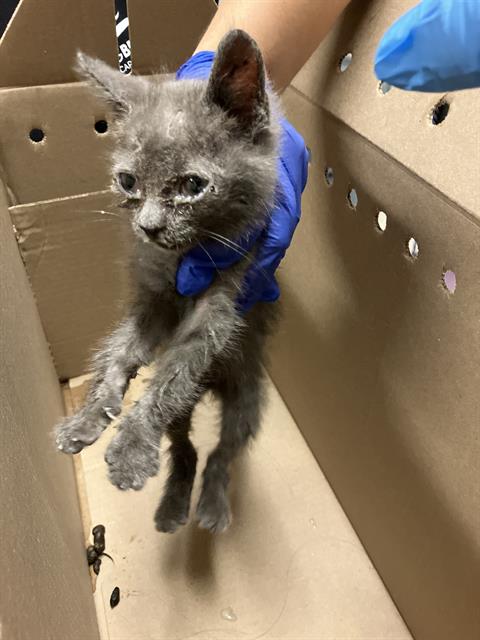 picture of the cat needing adoption