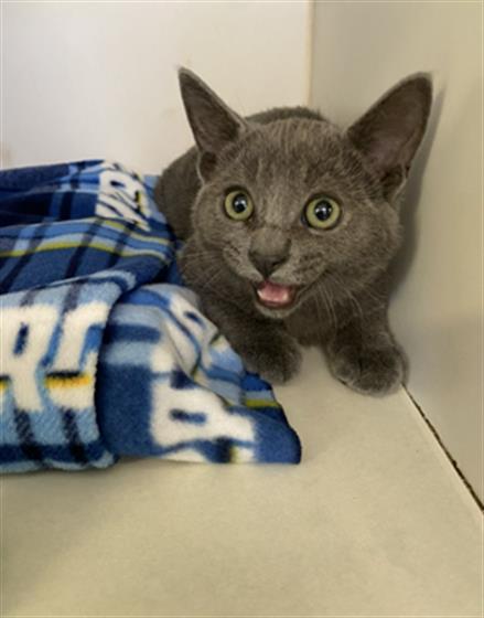 Cinderfella, Domestic Short Hair (medium coat)