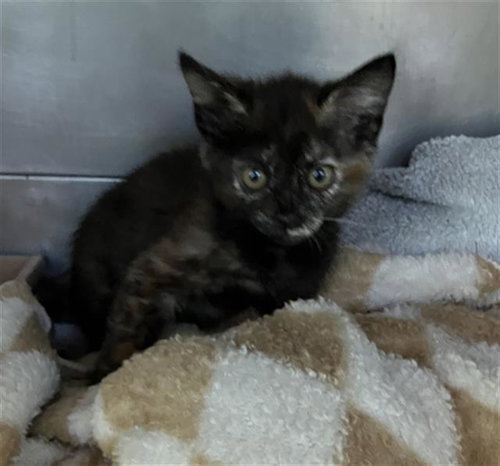 picture of the cat needing adoption