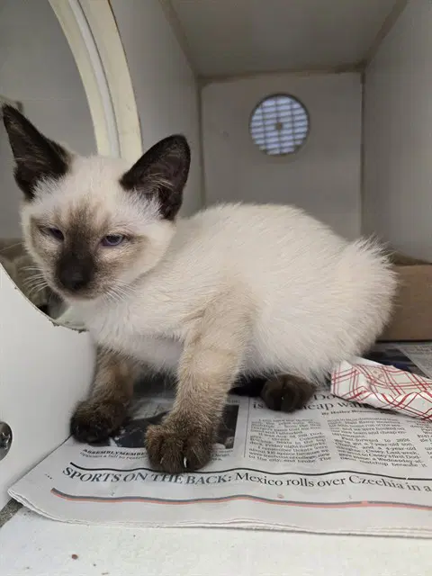 Sheldon - Siamese