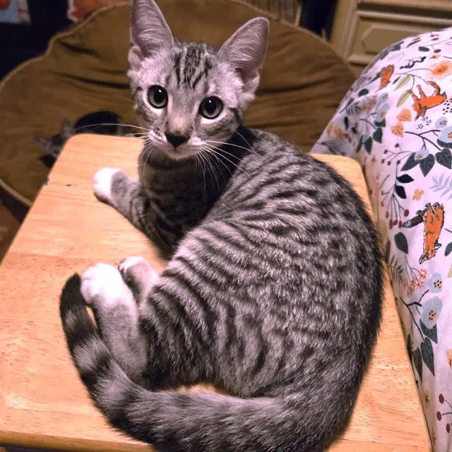 Lalo - Domestic Short Hair
