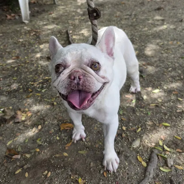Horchata - French Bulldog