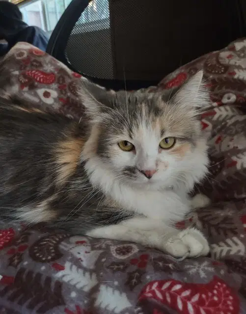 Lilo - Domestic Long Hair