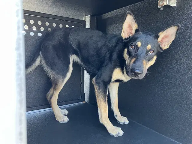 Octavia - German Shepherd Dog