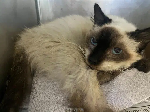 Lily - Siamese