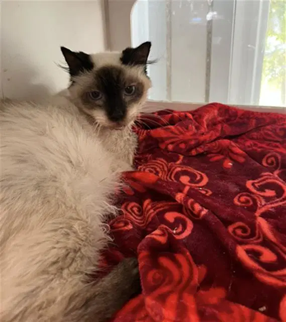 Lily - Siamese