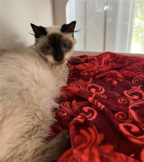 *LILY, a cat for adoption from Long Beach Animal Care Services