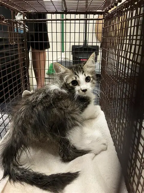 Choo - Domestic Long Hair