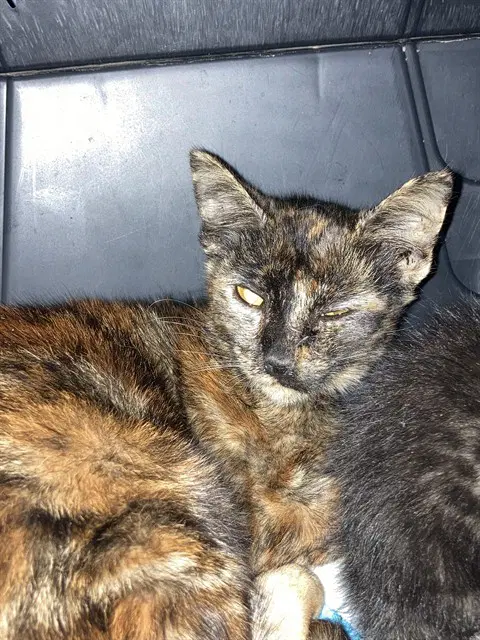 Mama Rita - Domestic Short Hair