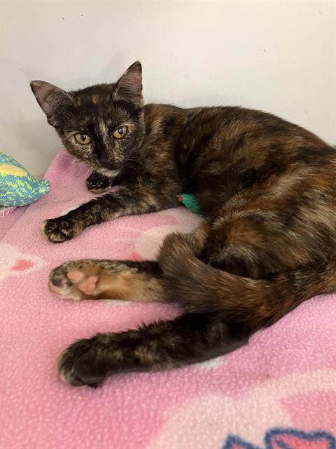 *MIZ RITA, a cat for adoption from Long Beach Animal Care Services