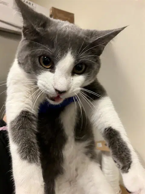 Spirit - Domestic Short Hair