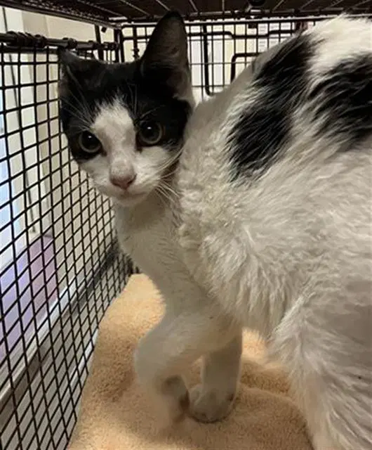 Oliver - Domestic Short Hair