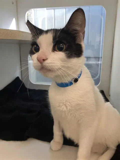 Oliver - Domestic Short Hair