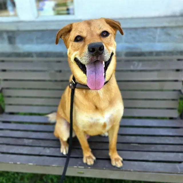 Bingo - Golden Retriever