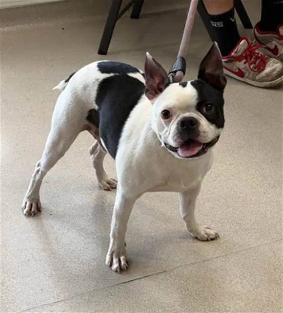 Apollo - Boston Terrier