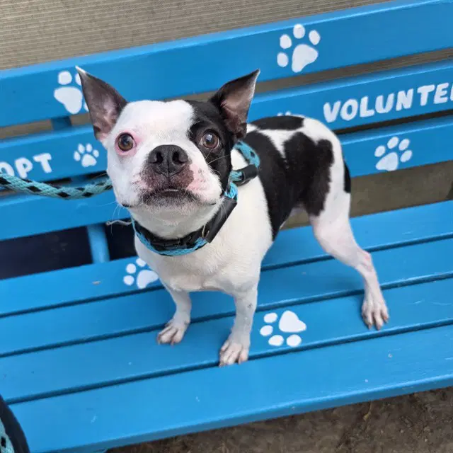 Apollo - Boston Terrier