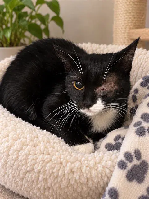Sushi - Domestic Short Hair