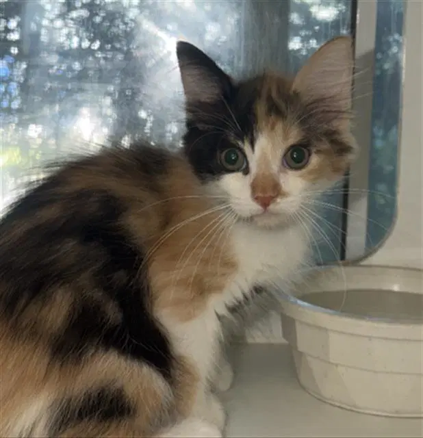 Autumn - Domestic Short Hair