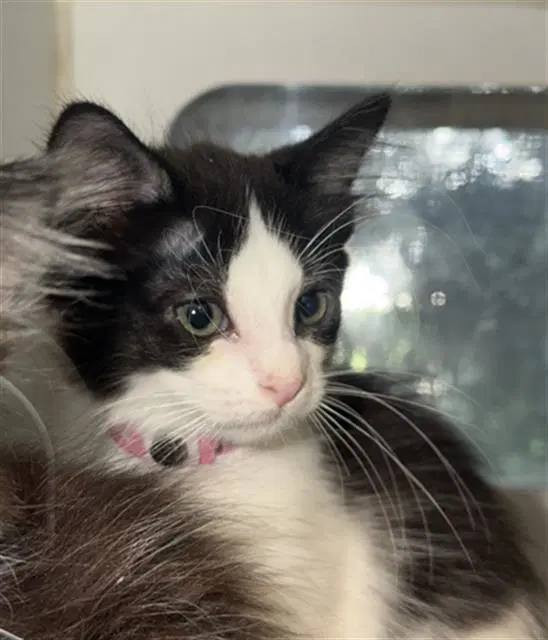 Winter - Domestic Short Hair