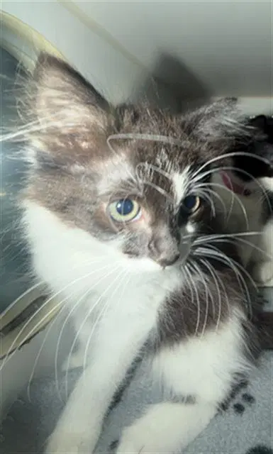 Summer - Domestic Short Hair