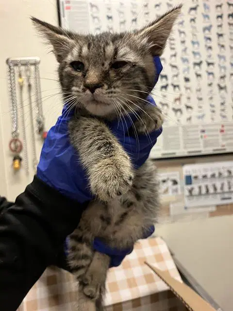 Snickers - Domestic Short Hair