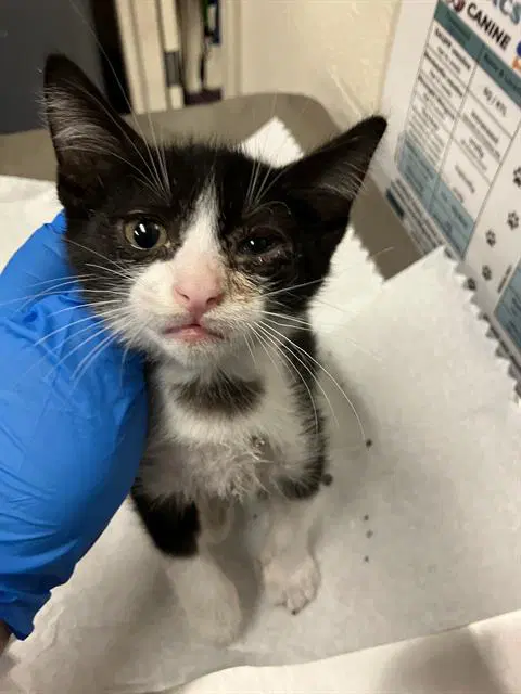 Socks - Domestic Short Hair