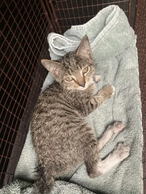 Lacewing - Domestic Short Hair