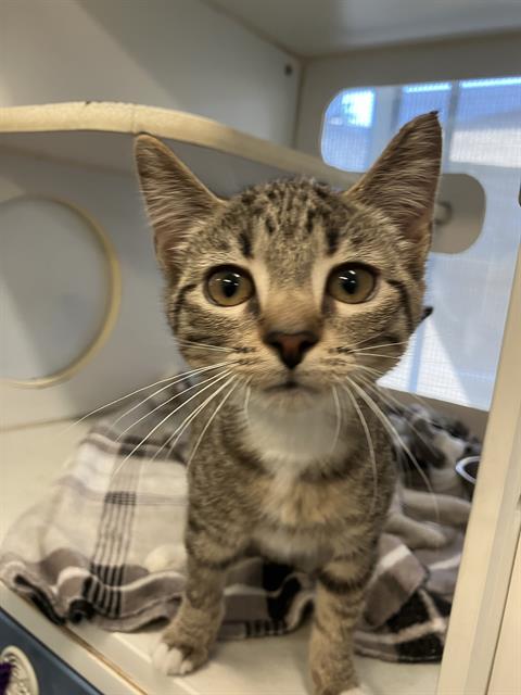 *LACEWING, a cat for adoption from Long Beach Animal Care Services