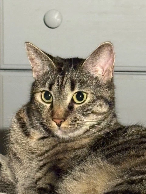 Girl Cat