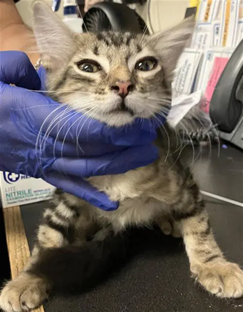 Rocksy - Domestic Medium Hair