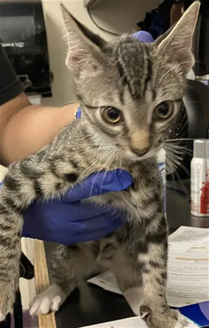 Frisky - Domestic Short Hair