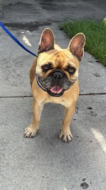Dandelion - French Bulldog