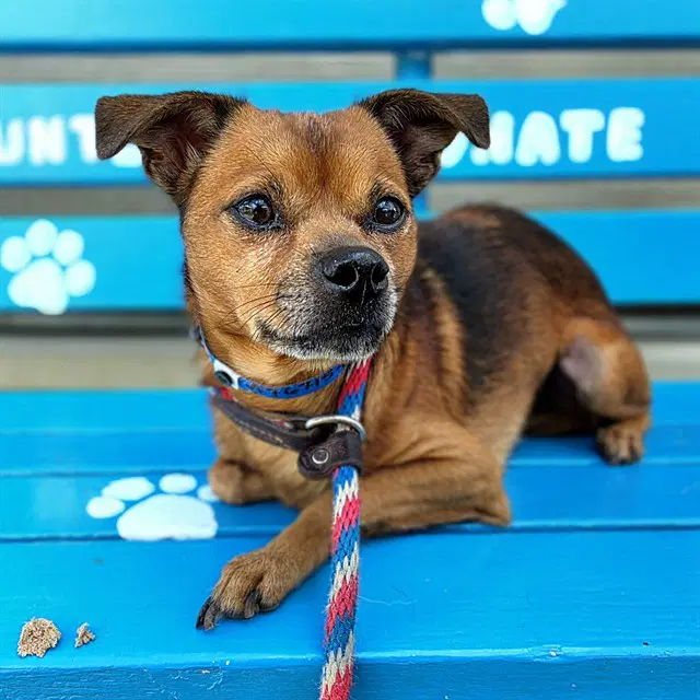 Churro - Chihuahua