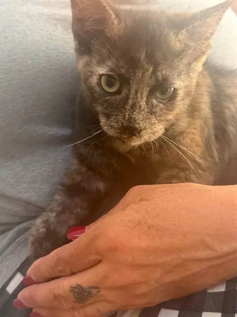 Bev - Domestic Short Hair