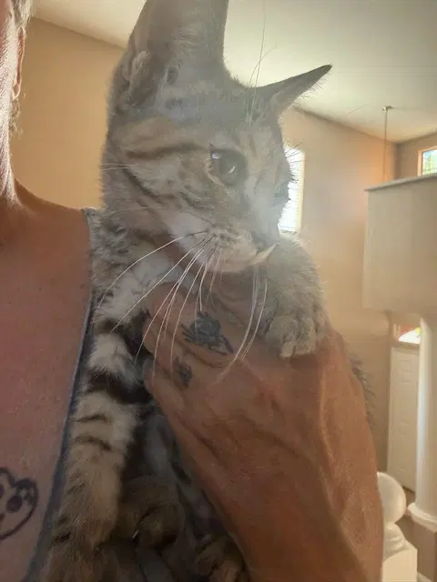 Merb - Domestic Short Hair
