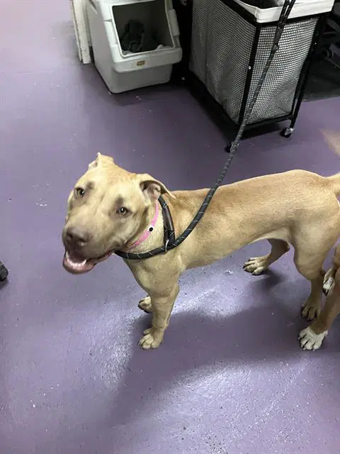 Karma - Pit Bull Terrier