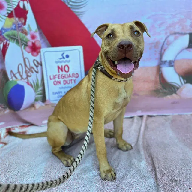 Karma - Pit Bull Terrier