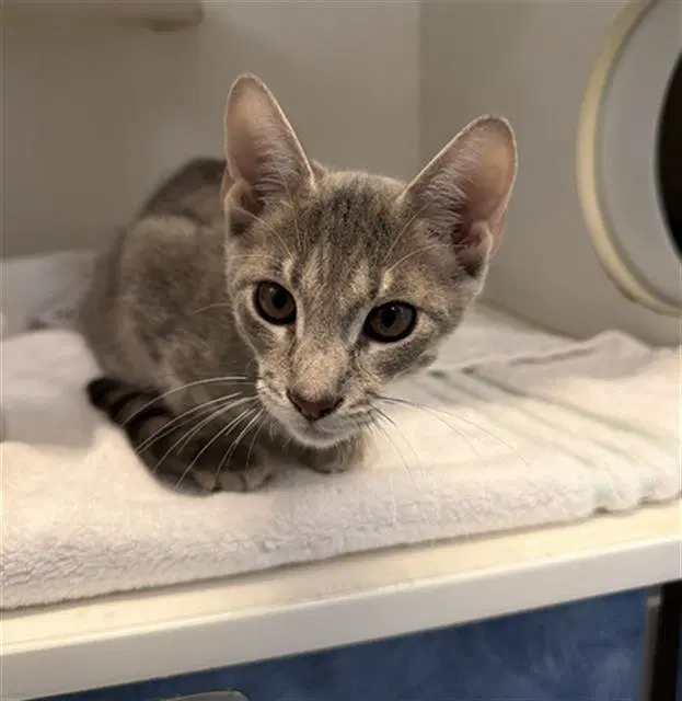 Montey - Domestic Short Hair