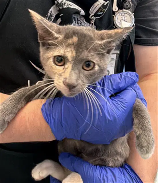 Hello - Domestic Short Hair