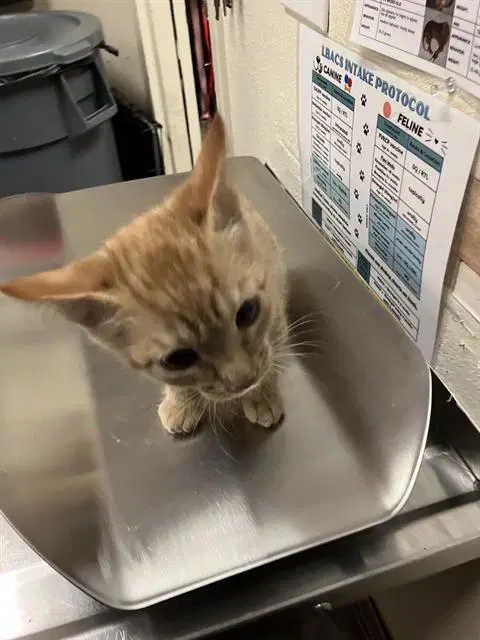 Frijol - Domestic Short Hair